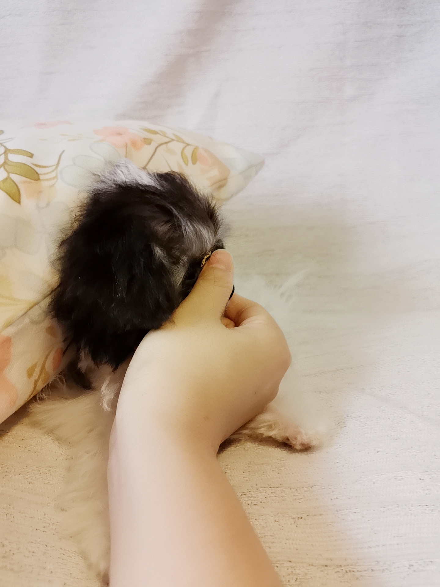 超小体灰白花马尔泰弟弟，3针疫苗